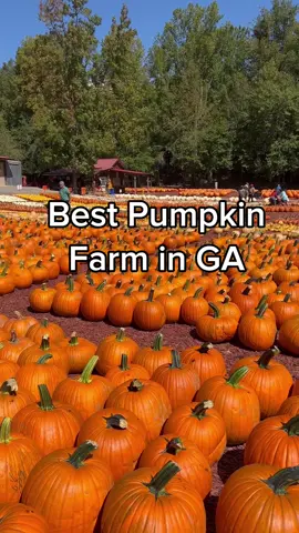 📍 Burt’s Farm | Dawsonville, GA #fyp #pumpkinpatch #thingstodoinatlanta 