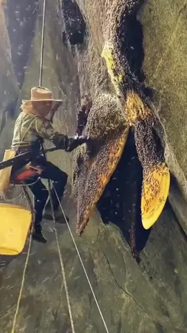 Sweet in the mountains#honeypicking#wildhoney #outdoor #dangerousaction #ruralpeople #foryou