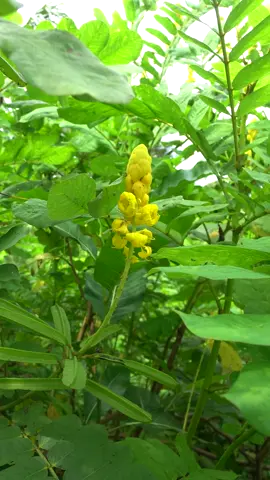 Akapulko (Senna Alata) Medicinal Plant Watch full video: https://www.youtube.com/watch?v=t4y_BNSPHnY #agreesaagri #akapulko #akapulkoplants #medicinalplant #medicinalplants #agriculture #plants #plant #sennaalata
