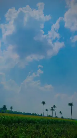 Village 🥰🌾 #پنڈاں_آلے  #گوٹھ۔شاہ۔محمد۔آلے🤟🥀  #میرا۔سوہنڑاں۔پنڈ۔گوٹھ۔شاہ۔محمد😍🥀  #ijazabbasi101  #gothshahmuhammad  #bahawalpur  #villagebeauty  #village  #viral  #trending 
