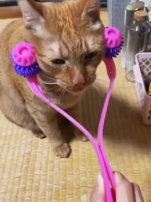 Do you want this massagerlink in bio#cat  #ForYou  #pets  #funny  #foryoupage  #cutecat  #cattoys  #catgadgets