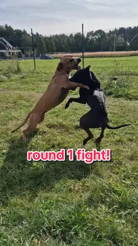 round 1 fight! #thekirsonsfamily #terriers #terrier #bullybreeds #bully #apbt #apbt_game_dog #apbtpitbull #pitbulllove #doglover #americanpitbullterrier #americanpitbull #pitbullterrier #baddog #baddogowner #baddogmom #roundonefight #dogfight #dogfights #pieskie_życie #pieskiemaniery #pieskieszczęście 