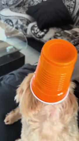#look#at#my#son#funny#dog#fypシ  