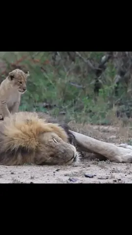 Lion#tiktok #animal #wildanimals  #animalworld 