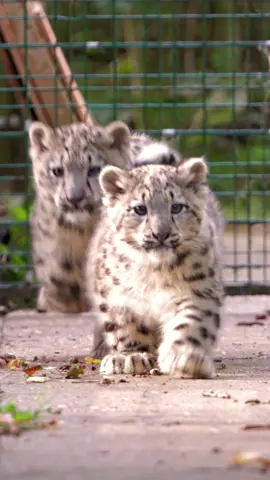 🧡 Zaya and Attan discover their enclosure for the first time!  😻 Why not come and see our beautiful cubs on a Big Cat Encounter or a Lodge stay? Book your experience now, click the link in bio! #cat  #cute  #fluffly  #snowleopardcubs  #snowleopard  #bigcat  #play  #cubs  #outdoorslife  #firsttime  #exploring  #thebigcatsanctuary  #bcs