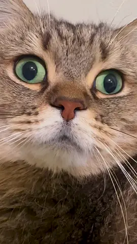 #cat #고양이 #貓 #котик 