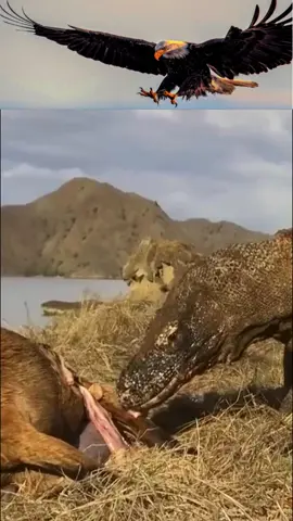 Don't eat my son🥺 Why you don't run? #wildanimals #komododragon #goat #birdlife #bird #birdwatching #birdlove #animals #nature #naturelove #wildlife #birdphotography 