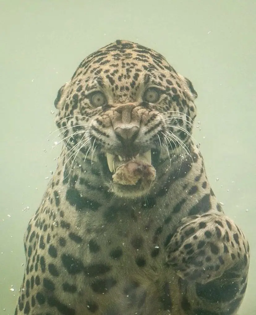 Photographer captures leopard as it dives underwater for its food