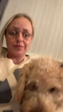💙 #cockapoosoftiktoks #labradoodlesoftiktok #puppy #fyp 