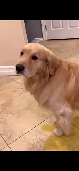 My dog be peeing everywhere #trent #dog #dogsoftiktok 