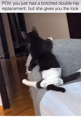 Mood 😏 #cats #foryou #catsoftiktok #cat #animals #funnyanimals 