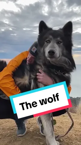 Discover the wolfdog, Slokian woolf #animals #worldanimal #cutedog #wolfdog #littledog #wolf 