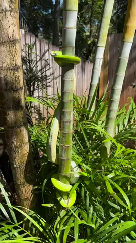 Green tree python climbing a tree... who would have thought#crazy #wildlife 