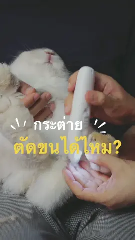 ของเล่นใหม่🐰✨เปิดร้านกรูมมิ่งที่บ้านไปเลยค่า ปัตตาเลี่ยนตัดขนดีมั่ก เสียงเงียบดี เจ้ามันนี่ไม่มีตกใจเลย ชิลๆ 💕 #ปัตตาเลี่ยนตัดขนสัตว์เลี้ยง #แบตตาเลี่ยนไร้สาย #yugogo #ทาสกระต่าย #กระต่ายฮอลแลนด์ลอป #hollandlop #ของใช้กระต่าย #ของใช้สัตว์เลี้ยง #สัตว์เลี้ยง #สัตว์เลี้ยงtiktok  #อวดมันนี่ไปวันๆ #moneybunnie🐰 #มันนี่คือความสุขของฉัน #มันนี่คิ้วชินจัง 