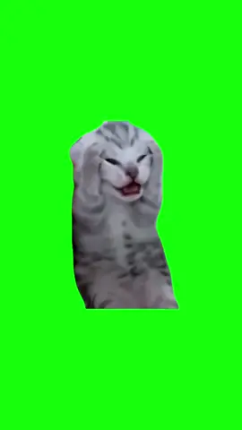 Screaming Kitten | Green Screen #kitten #cat #meme #me #catmeme #capcut #fyp #existentialcrisis #anxiety 