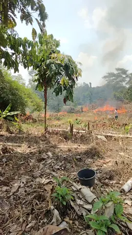 proses bakar ladang yaa gaess smoga hasilnya bagus🥰