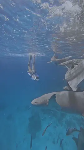 swimming with sharks in maldives is really good experiences. #maldives #maafushi #velaatrips #visitmaldives #visitmaafushi #underwater #snorkeling #nurseshark #excursion #freedive #gopro11 #ocean #oceanlover 