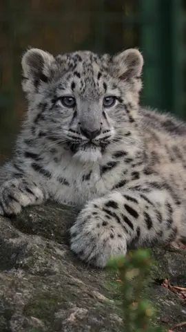 Our snow leopards are sleepy after a very busy week exploring the outside world 😴 #snowleopard #bcs #fluffly #outdoorslife #cubs #play #bigcat #cute #exploring #snowleopardcubs #cat
