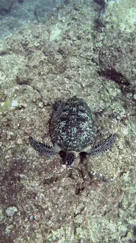 Sea Turtle  🤗🤗🤗#U2 #Turtle  #natgeowild #oceanlife #scubadiving #ocean #blueplanet #gopro #marinelife 