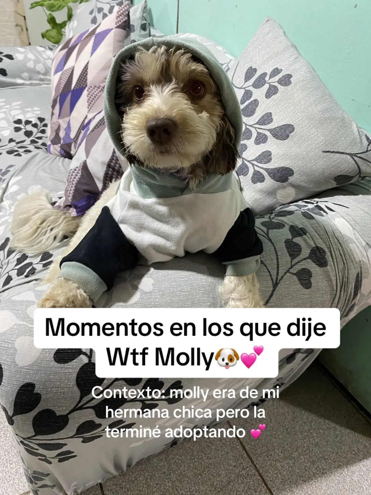 Molly llegó a mi vida este año y aunque en un inicio no tenia ganas de adoptar o tener otro perrito, admito que fue la mejor decisión 🥹💕🐶 #mascotas #wtfmoments #mascotastiktok 