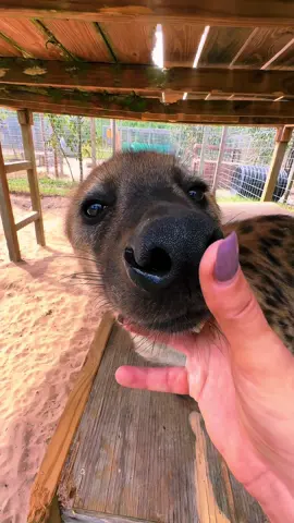 Hyena Boops with Jaws!! ❤️ #NOTpets #hyena #spottedhyena #hyenas #boop #boops #boopboopboop #boopthesnoot #animal #animals #wow #amazing #stunning #fl #florida #fyp 