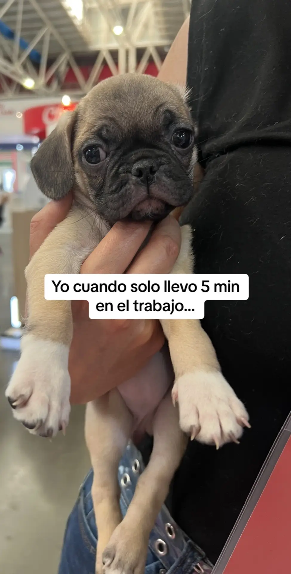 Minimo trabajo con perritos y me alegran el dia :)