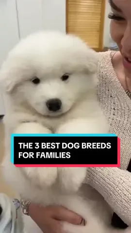The 3 Best Dog Breeds For Families 🐶🥹 #beagle #labradorretriever #goldenretriever