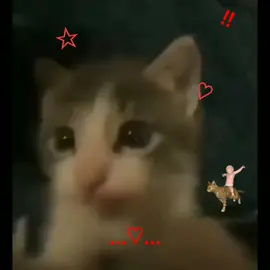 video todo culero #foryou #parati #gato #teamo 