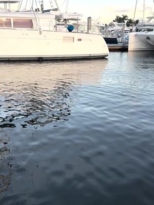 A black bear was seen aboard a yacht near the city of Naples Wednesday evening. 🐻 Go to NBCDFW.com for the full story. #NBCDFW #NBC5DFW #Bear #Florida