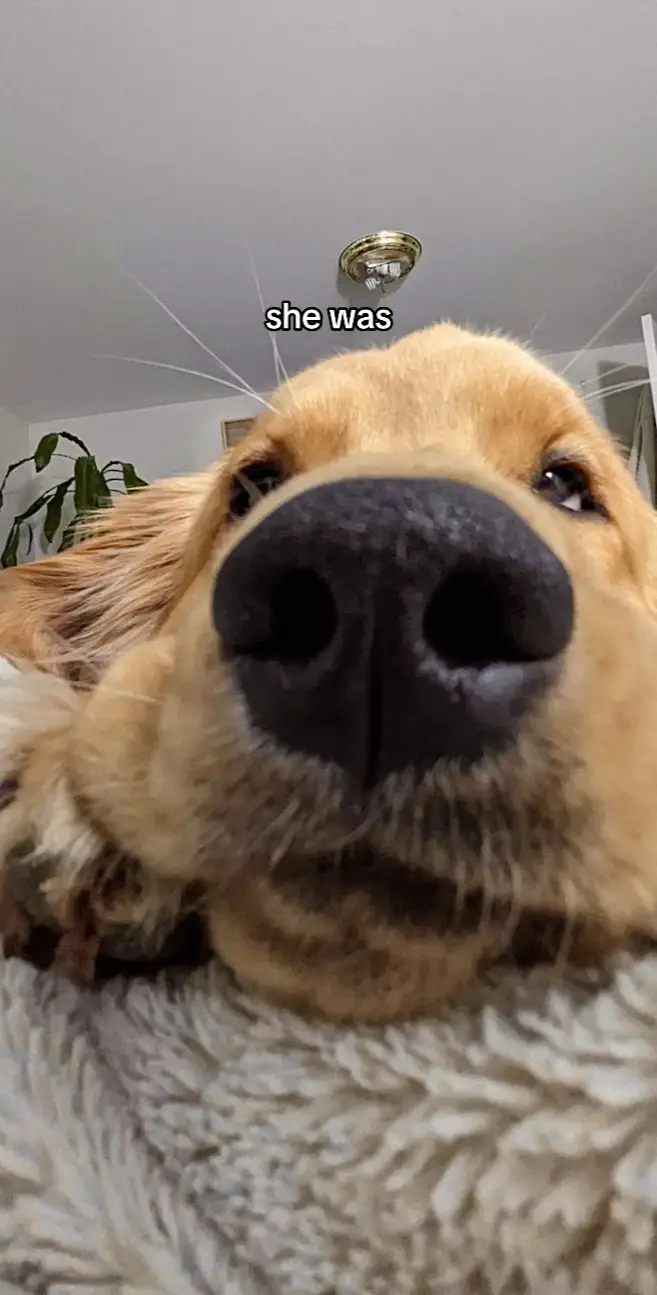 There’s nothing this goopy cant do 🧚🏻 #goldenretriever #dogsoftiktok #dogtok 