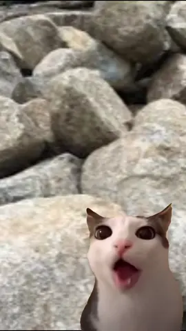 Cat eating rocks🤠 #Meme #CapCut  #cat #catmeme #meme #cute #cutecat #cateating #rocks #uranium 