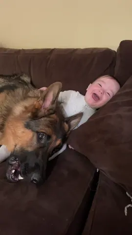 Heres another ferocious dog + baby video to fight about in the comments 😂😂 Otto is such a good dog #babyfever #gsd #babiesanddogs 