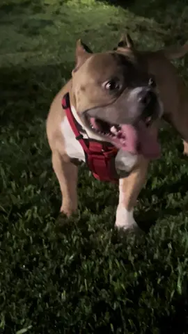 #americanbullys #americanbulllyxI #MajesticBully #americanbullys #son #americanbullly #king #father #sire #Ch455sbdetox #rip #Detox #stud #puppies #fawn #white #45southbullies