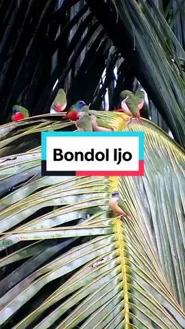 Bondol Ijo binglis di alam, enak dipandangnya, semoga terus lestari #bondolijo #burung #bird #naturevibes #kicau #arkaan #CapCut #tiktok #kicau 