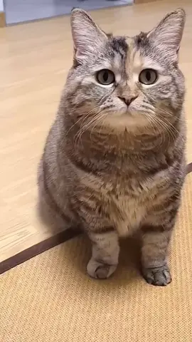 😿
