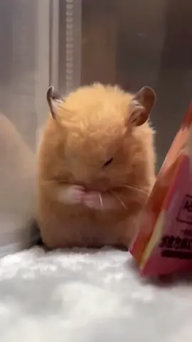 Hamster self-bath, so cute #hamsters #cute #bath 