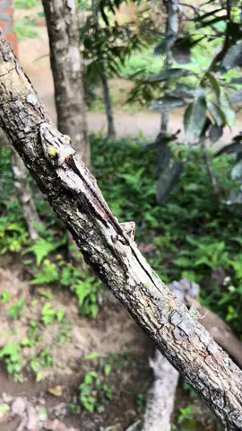 Mossy leaf tailed #gecko  (Uroplatus sikorae), #andasibe #madagascar 