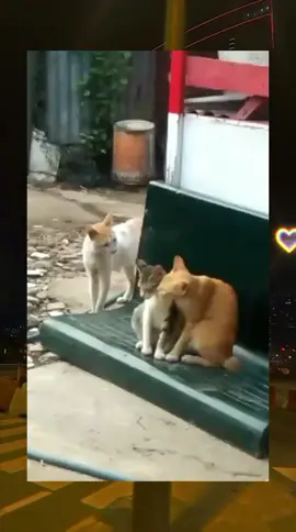 1 chiếc mèo bị thất tình 😔#xuhuong #viral #funny #fyp #pet 
