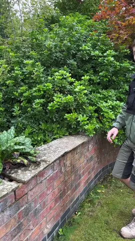 Top tip sunday #landscaping #longervideos #landscapinglife 