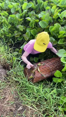 This is the most amazing fish trap technique with survival skills 👏 #fishing 