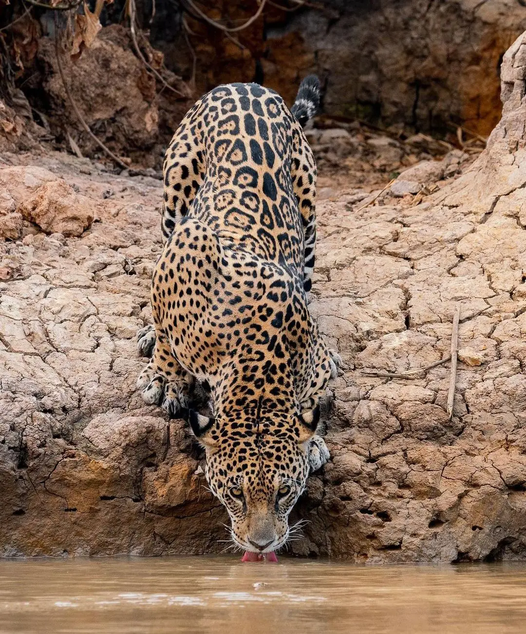 #tigress #black #tiger #الجزائر🇩🇿_تونس🇹🇳_المغرب🇲🇦 #leopard #الجزائر🇩🇿_تونس🇹🇳_المغرب🇲🇦 #الشعب_الصيني_ماله_حل😂😂 #fypシ #viral #fyp #foryoupage #خواطر #اقتباسات #اقتباسات_عبارات_خواطر #عبارات_جميلة_وقويه😉🖤 #🇶🇦🇸🇦🇦🇪🇧🇭🇸🇾🇵🇸🇱🇧🇩🇯🇹🇳🇵🇾🇾🇪🇱🇾🇩🇯🇩🇿🇮🇶  