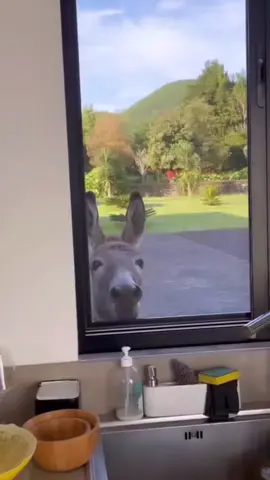 #duet with @🇸🇰❤ Animals ❤ 🇸🇰 #funnyvideos Instagram Post: 📷 Check out this adorable moment! 🐴🪟🍎 Our cute donkey friend opening the window for a snack. 😍 #DonkeyLove #SnackTime #AdorableAnimals #WindowMagic #CutenessOverload 📷 ¡Mira este momento adorable! 🐴🪟🍎 Nuestro lindo amigo burrito abriendo la ventana para una merienda. 😍 #AmorPorLosBurros #HoraDelBocadillo #AnimalesAdorables #MagiaDeVentana #SobrecargaDeTernura 📷 快来看这个可爱的瞬间！🐴🪟🍎 我们可爱的小驴朋友为了小吃而打开窗户。 😍 #驴子爱 #吃点心时间 #可爱动物 #窗户魔法 #可爱指数爆表