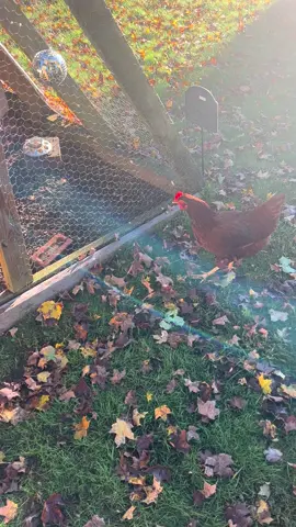 Sunday morning disco  #garden #gardening #backyardgarden #backyardgardening #backyardgardener #hilltopgarden #backyard #growyourownfood #growing #greenhouse #greenhousegardening #ctgrown #smallgardens #chickens #chickencoop #aframe #egg #eggs #backyardchicken #rhodeislandred #sexlinkchickens 