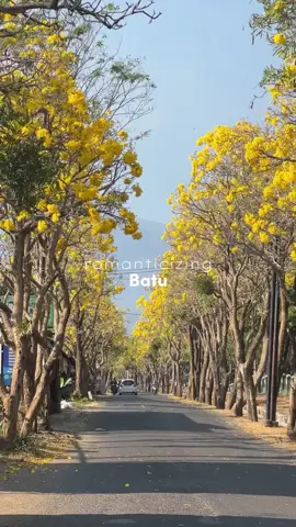 bunga tabebuya cantik bgt !!!! #batu #batumalang #romanticizing #romanticizinglife #batuview #tabebuya #malang 