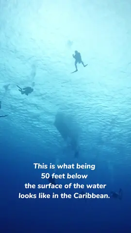 What do divers see below the surface of the water? Only 6 % of the world's population gets to see this view. This group of divers just entered the water from their boat on the surface. The sandy bottom is about 50 feet below. They will slowly descend to the bottom to explore for about 45 minutes, then return to the world above. #scuba #Below #dive #visibility #visibilitychallenge #underwaterphotography #underwaterworld #underwatervideo #underwaterlife #underwatercamera 