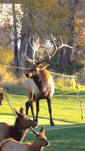 If you haven't seen my other videos, he was tranquilized and the rope was removed. :)  #elkrutcolorado #bullelk #elk #elkrescue #animalrescuer #animalrescuestory #animalrescues #rescuestory #animalrescueleague #viralrescue #viralvideo #wow #fyp #foryou #estespark #estesparkcolorado #estestiktok #estesparkelk #elktok 