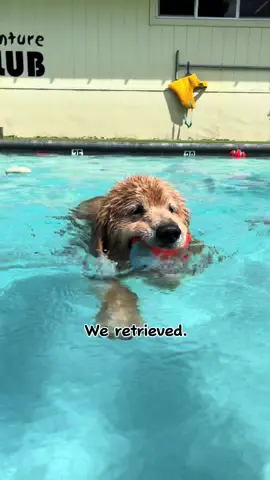 Celebrated 6 years of Chester doing his favorite thing.. swimming! 🥳💦  Extended cuts on YT and FB (link in bio) @Ladyandtheblues @Baker Barnes @brady & malia  #dogoftheday #goldenretriever #poolparty #dogbirthday #birthday #cutedogs 