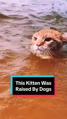 She even swims better than her dog siblings! (IG: carolinejarvis.hopkins) #kitten #dog #babyanimals 