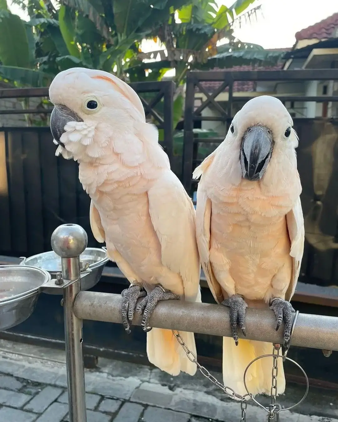 Assalamualaikum di jual anakan burung kakatua hasil ternak sendiri Ket: . - burung sehat - no cacat - terawat - dijamin jinak - hasil ternak sendiri . berkualitas asli, dijamin 100% sesuai foto/videonya Garansi hidup sampai tujuan . Minat serius, Ket/info lebih lanjut silahkan DM Wa:087777664787