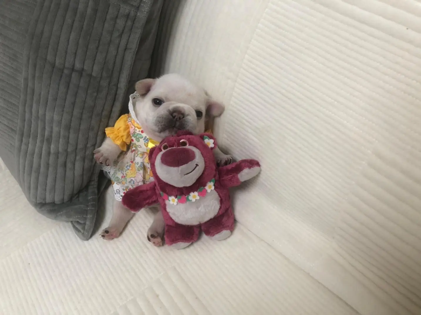 This puppy and its good friend Strawberry Bear  #fyp #french #animals #pet #frenchies #pets #PetsOfTikTok #frenchiebaby #cute #cutepet #cutebaby #pup #frenchbulldog #puppy #puppy #frenchies #puppies #puppytiktok #frenchiepuppies #dog #doggo #frenchiepuppy #doglove #fun #funnyvideo #dogsoftiktok #foryou 